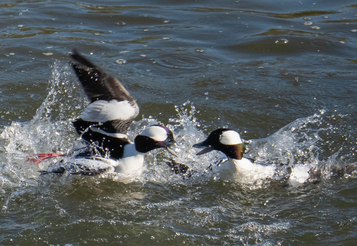 Гоголь малий - ML646667321