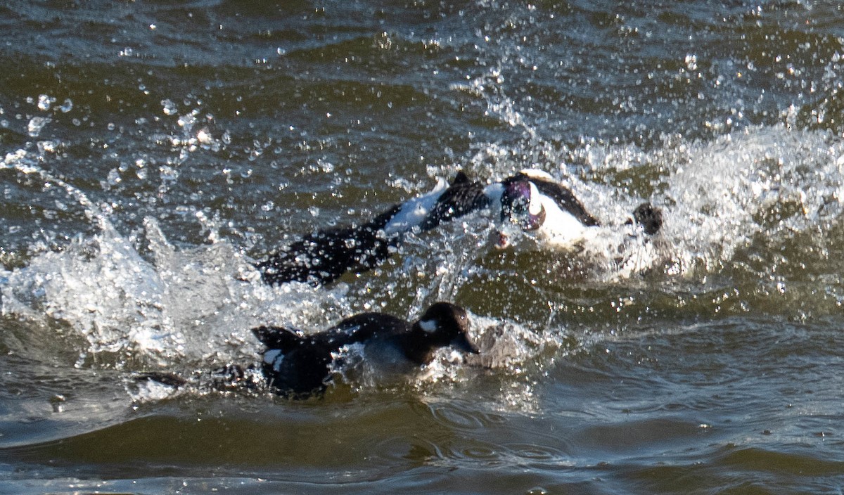 Гоголь малий - ML646667322