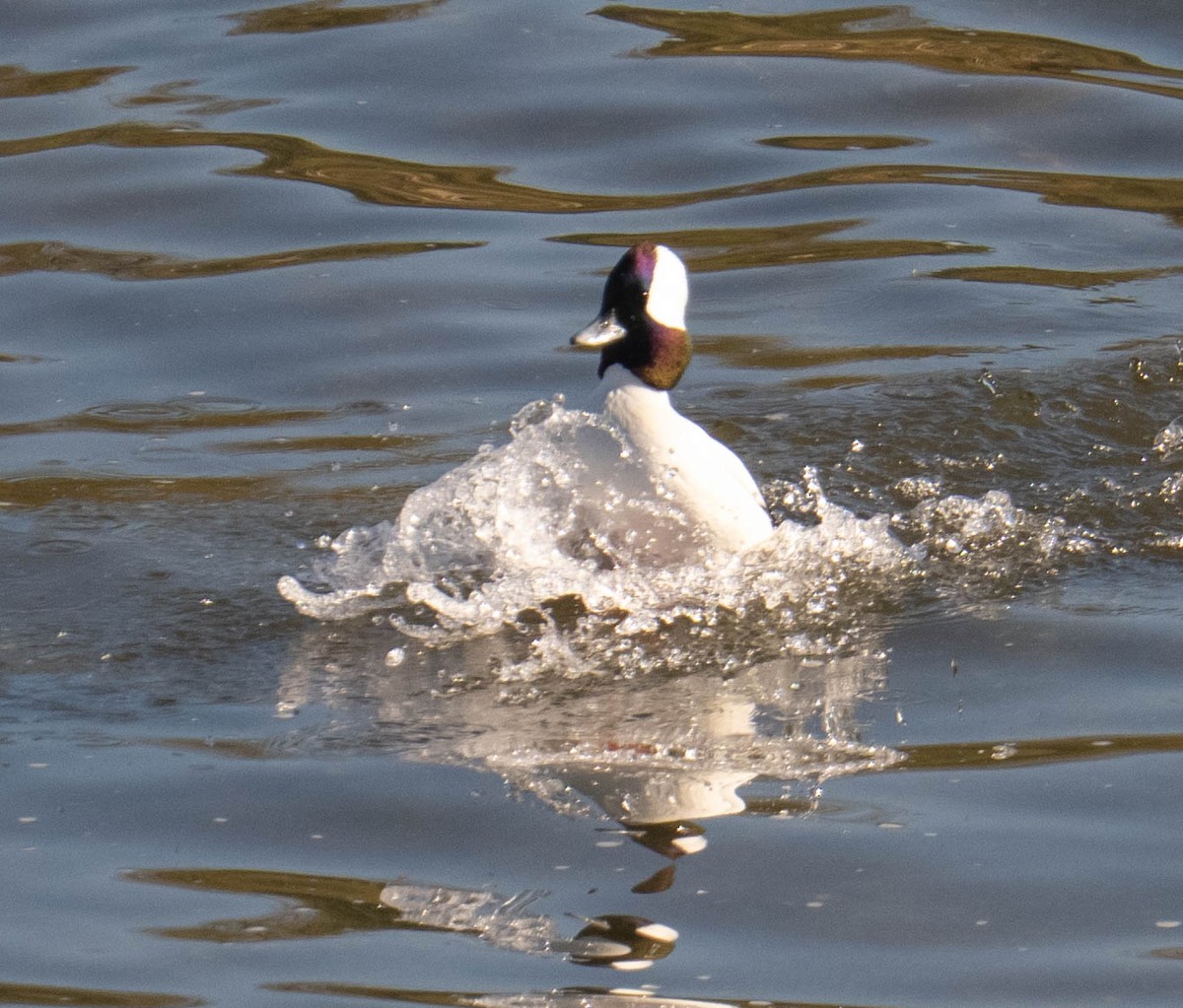 Гоголь малий - ML646667323