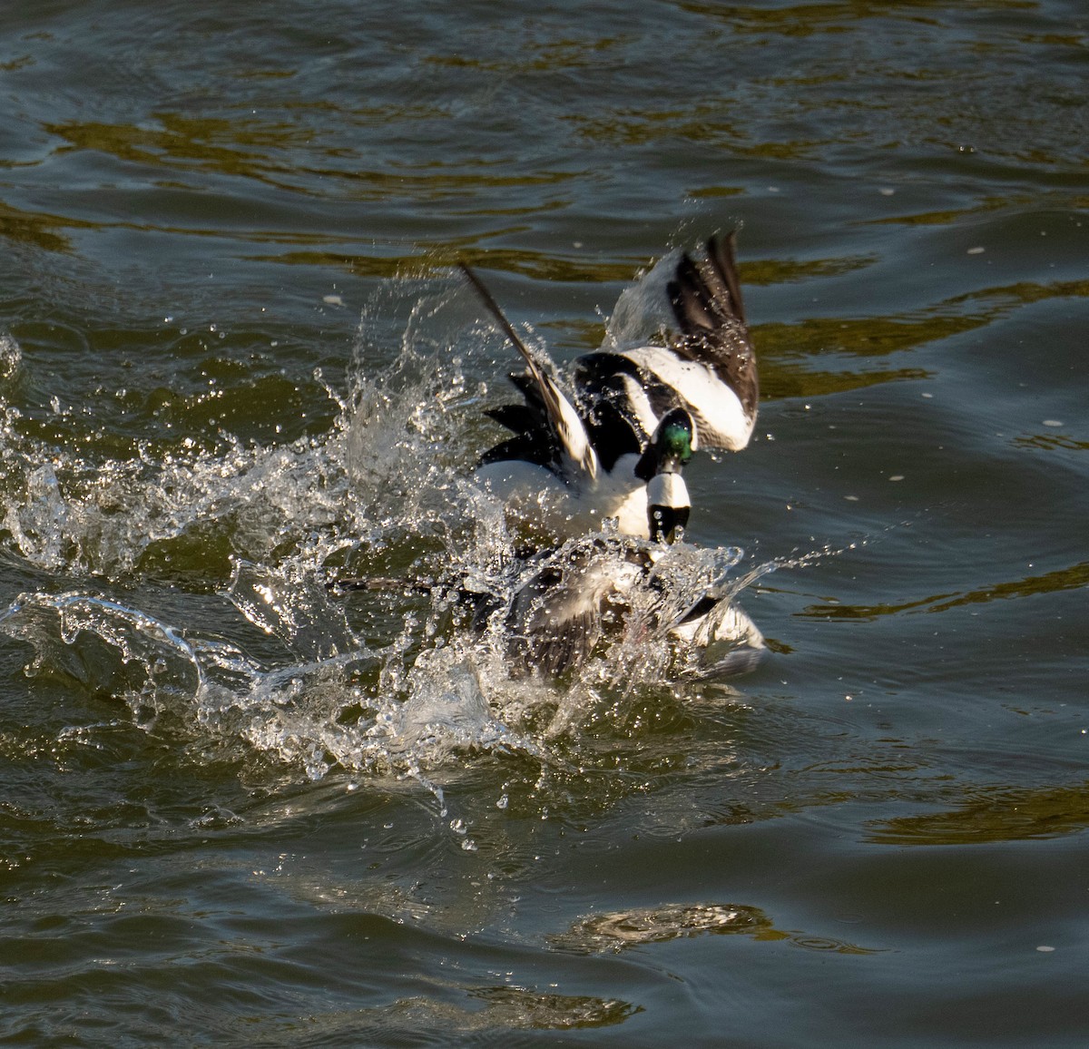 Гоголь малий - ML646667324