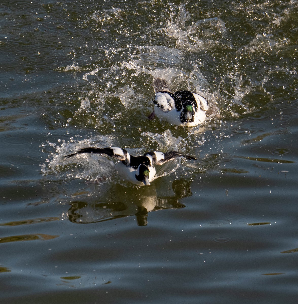 Гоголь малий - ML646667325