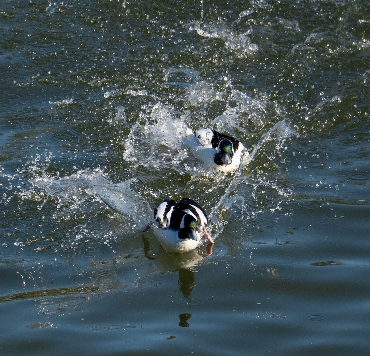 Гоголь малий - ML646667326