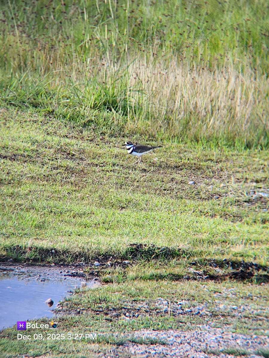 Keilschwanz-Regenpfeifer - ML646667327