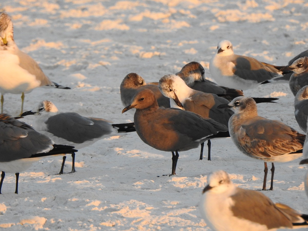 Gray Gull - ML646667328