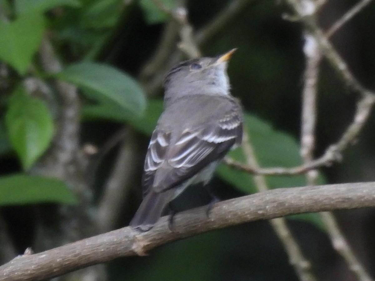 Northern Tropical Pewee - ML646667329