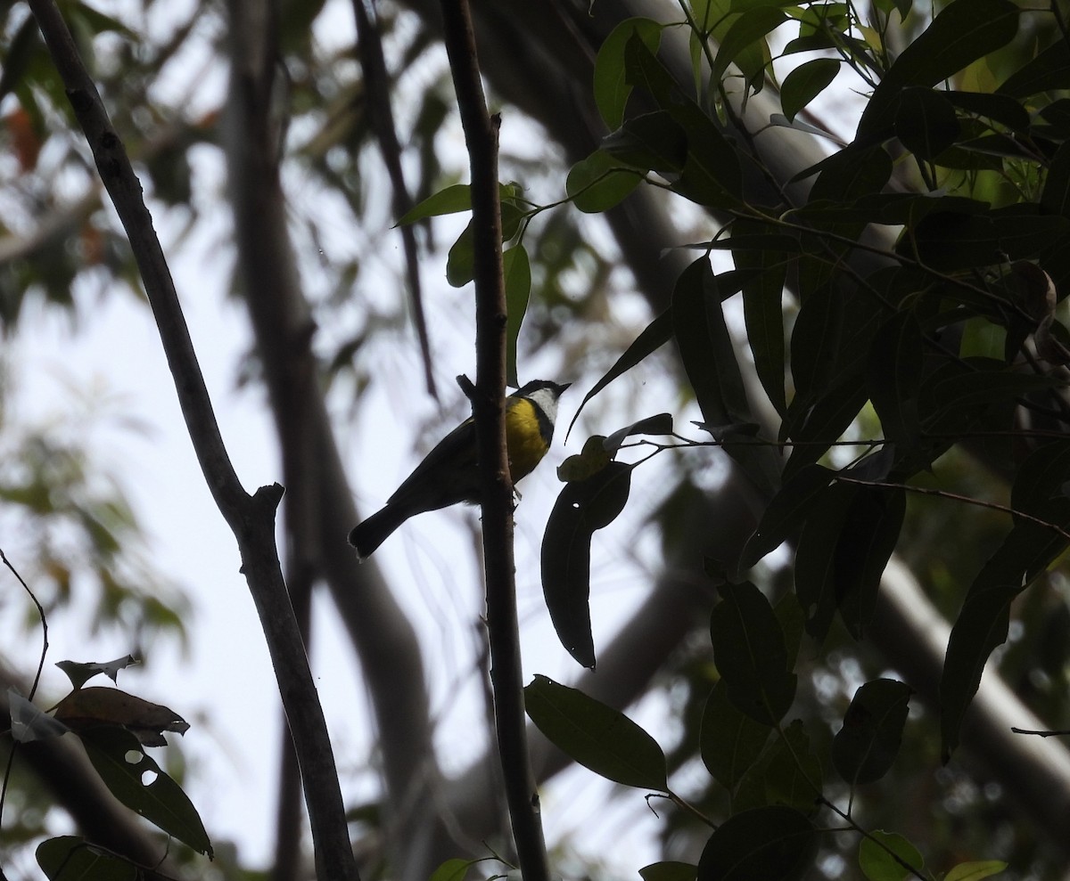 Golden Whistler - ML646667330