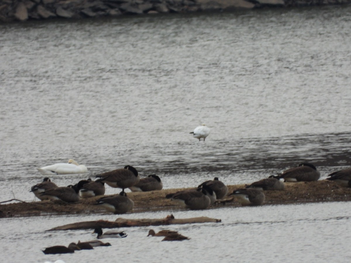 Ross's Goose - ML646667331