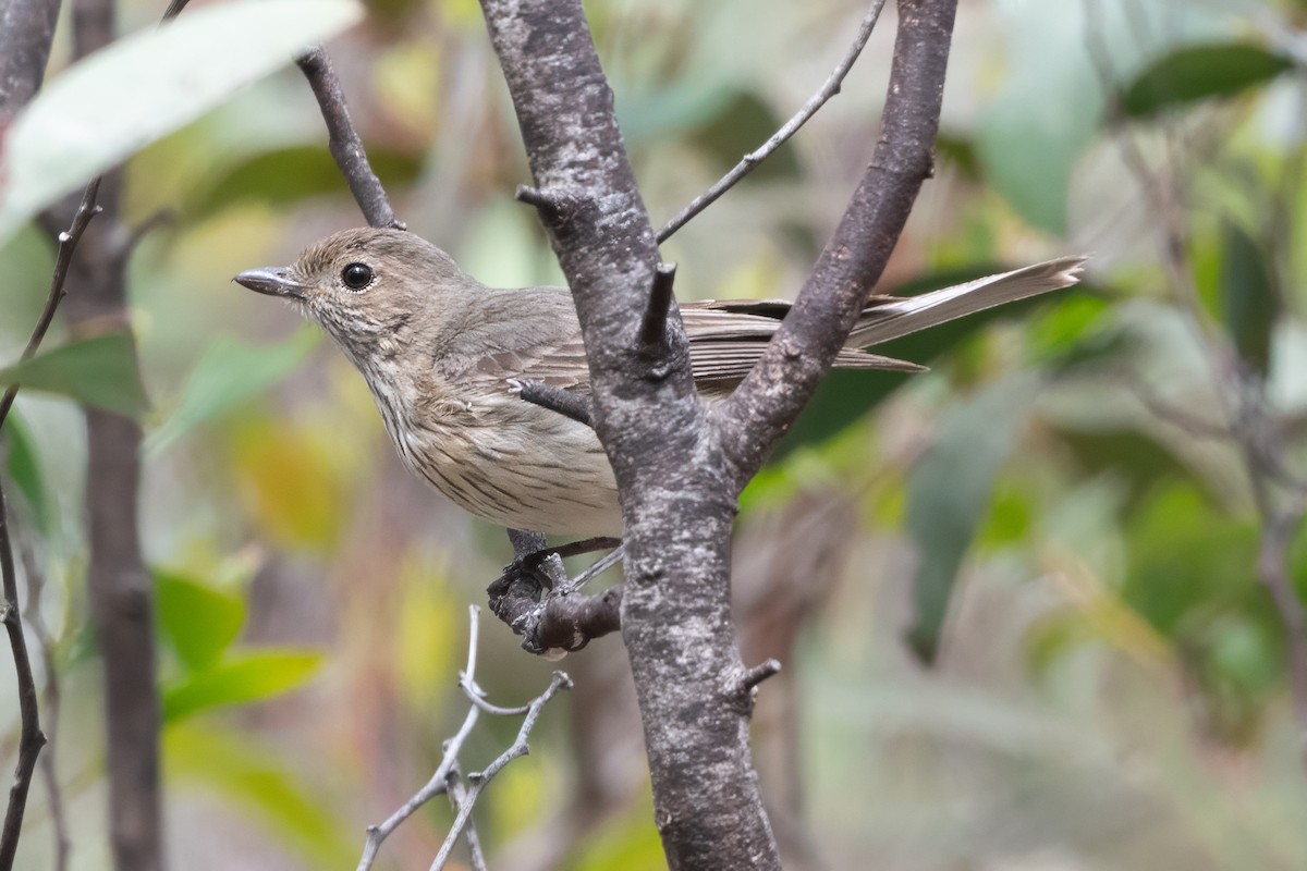 Rufous Whistler - ML646667333