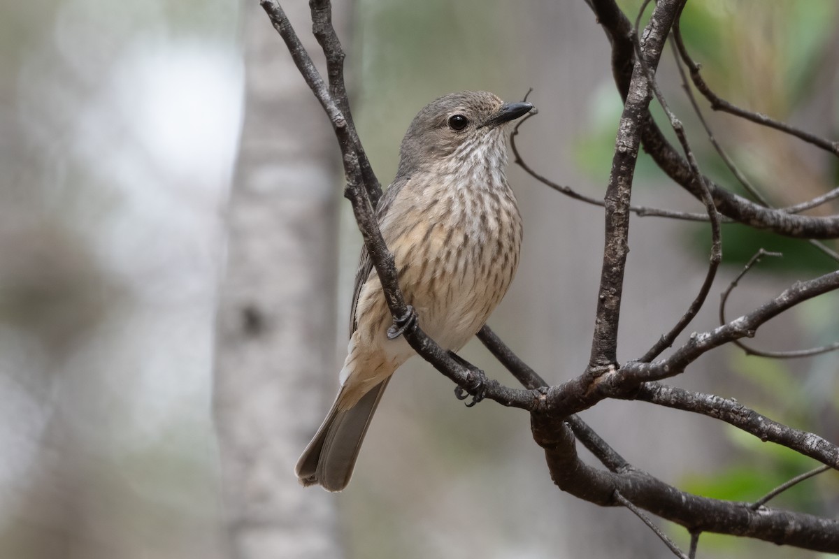 Rufous Whistler - ML646667334