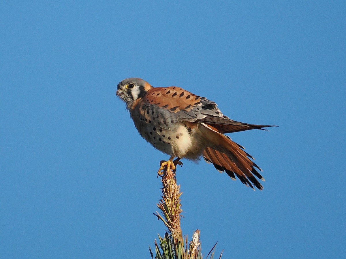 Воробьиная пустельга - ML646667338