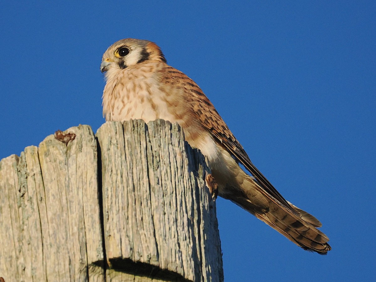 Воробьиная пустельга - ML646667341