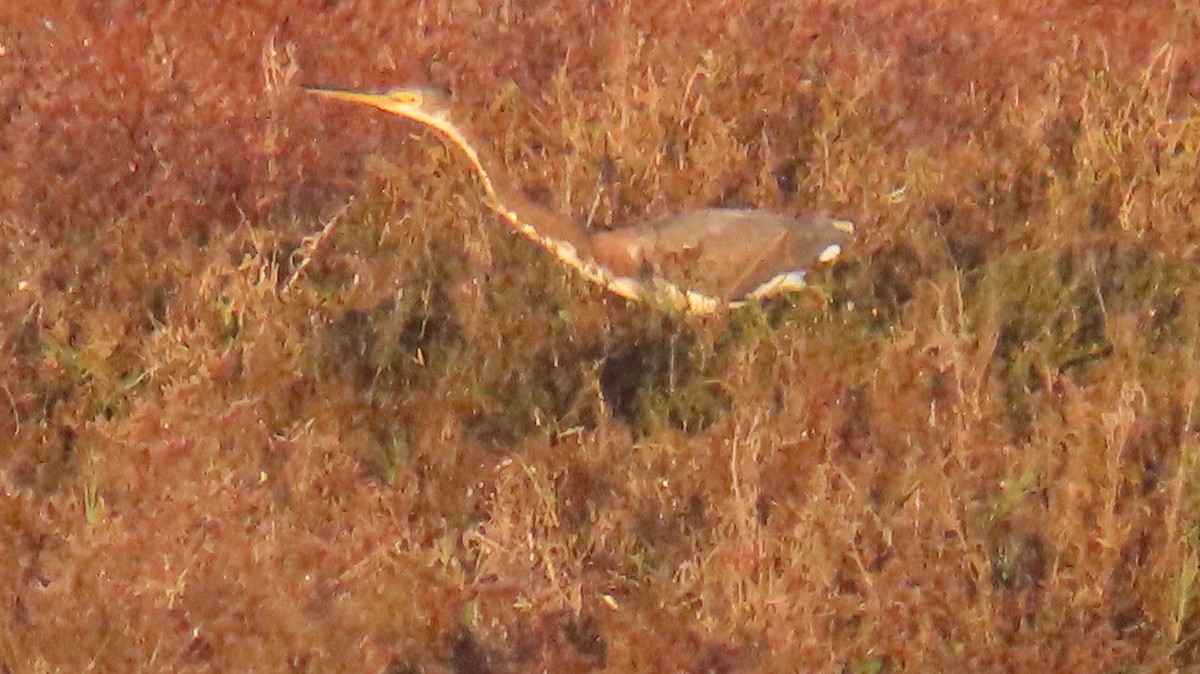 Aigrette tricolore - ML646667342