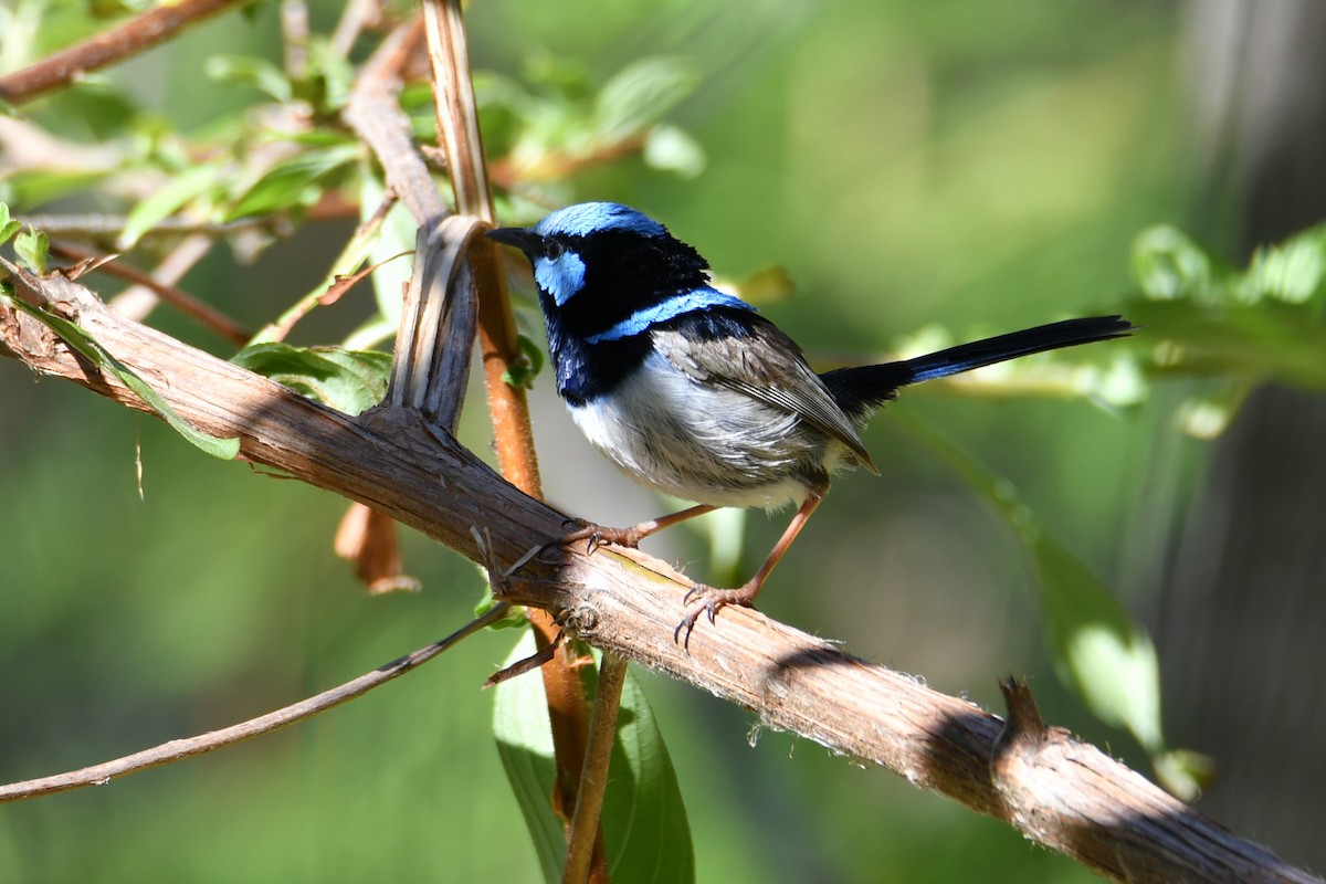 Superb Fairywren - ML646667343
