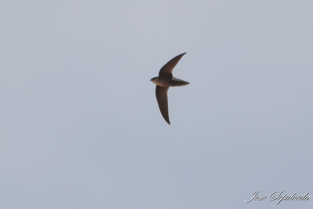 Vencejo de Chimenea - ML646667344