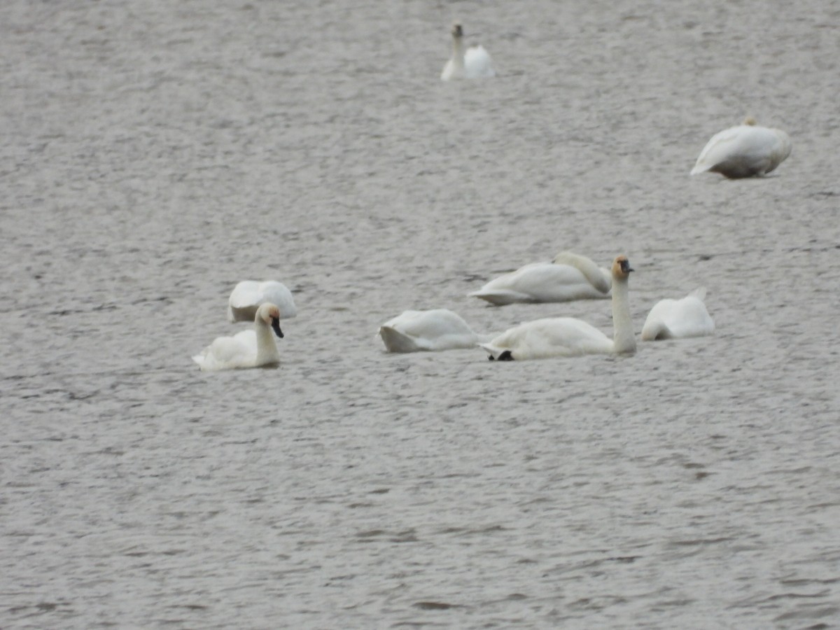 Tundra Swan - ML646667345