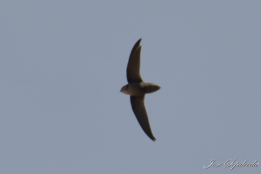 Vencejo de Chimenea - ML646667346