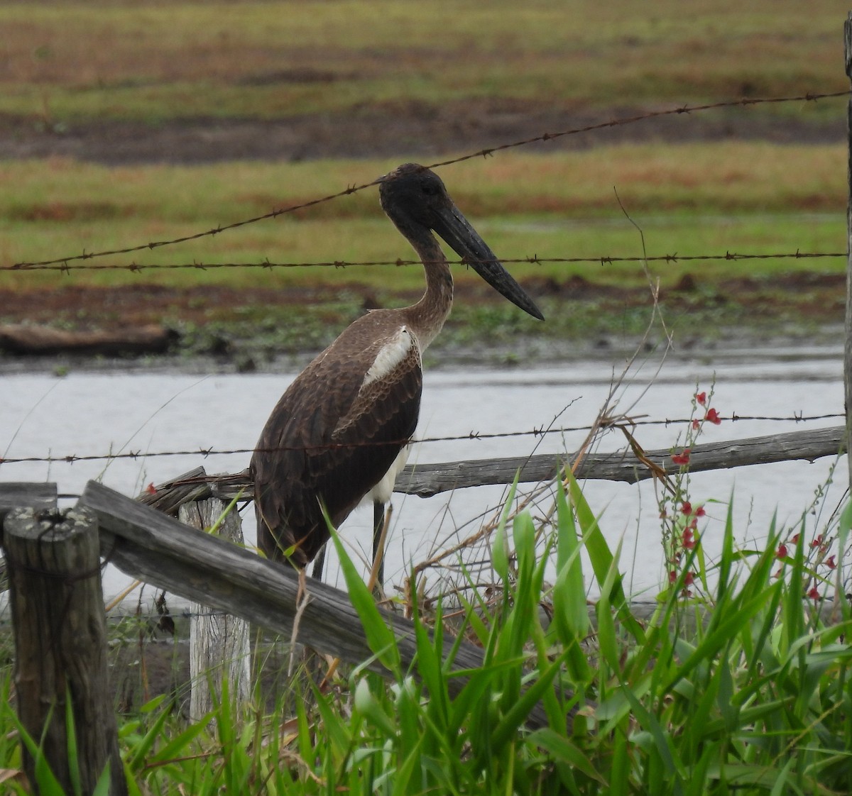 Asya Jabirusu - ML646667348