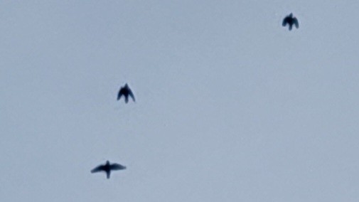 European Starling - ML646667349