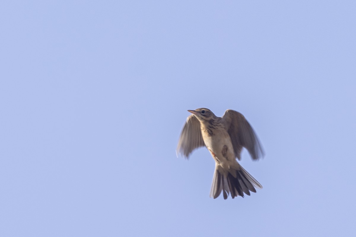 Richard's Pipit - ML646667350