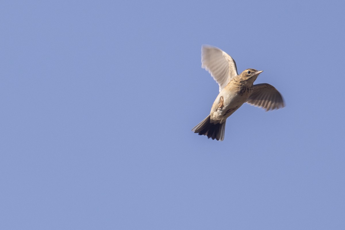 Richard's Pipit - ML646667351