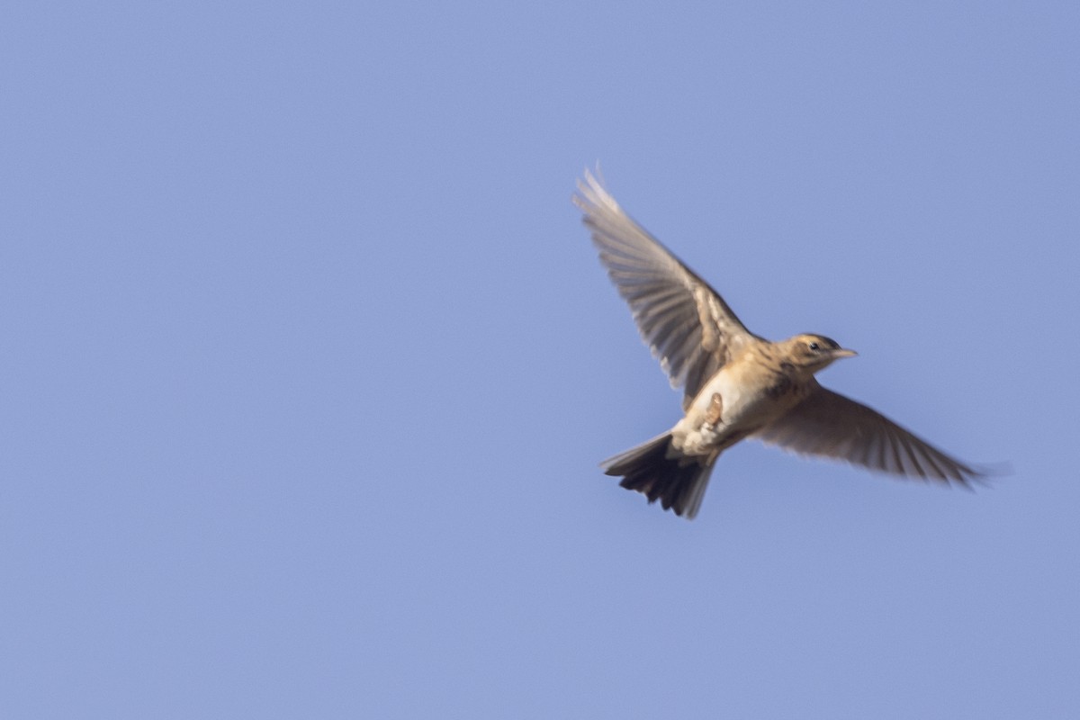 Richard's Pipit - ML646667352