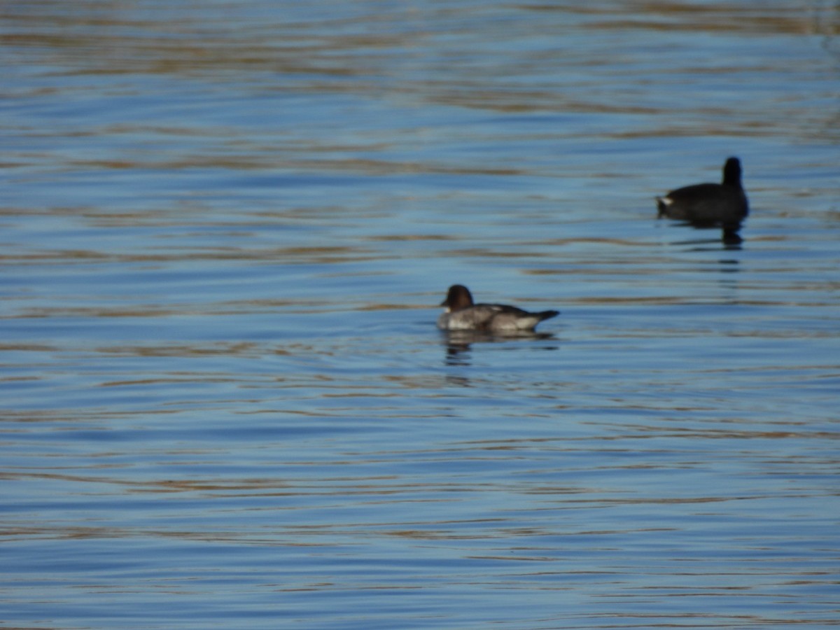 hohol severní - ML646667358