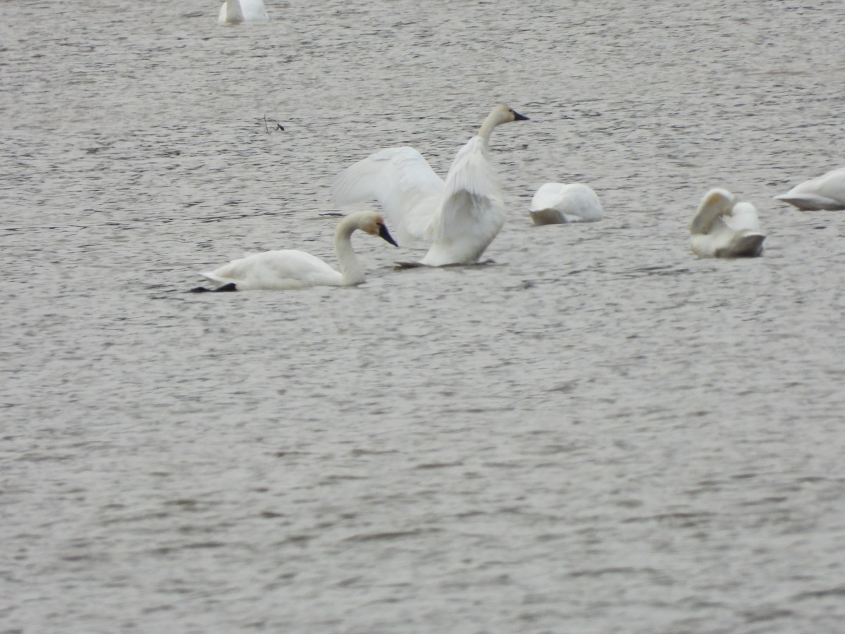 Tundra Swan - ML646667359