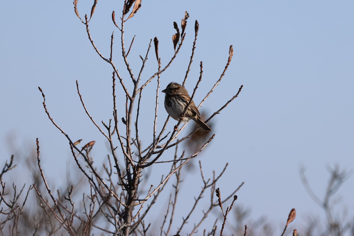 Song Sparrow - ML646667360