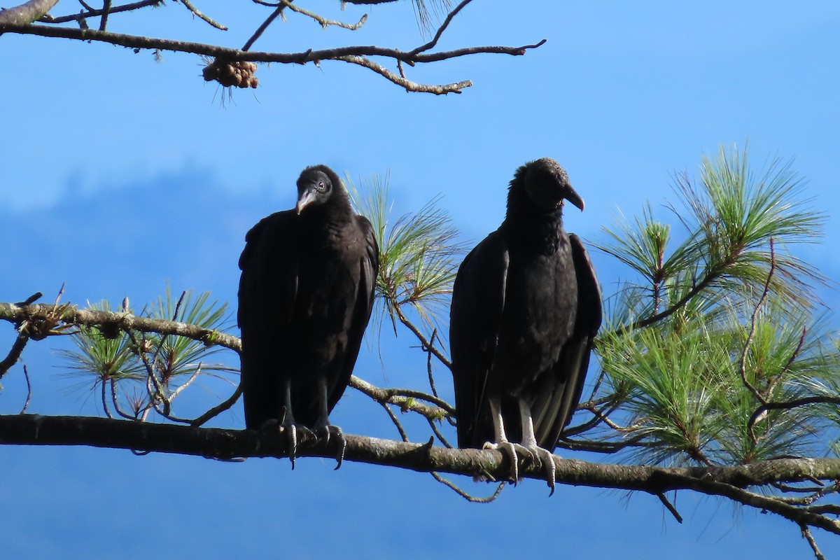 Black Vulture - ML646667361