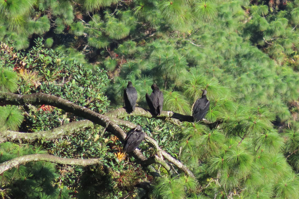 Black Vulture - ML646667362