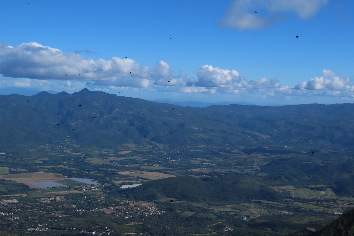 Black Vulture - ML646667363