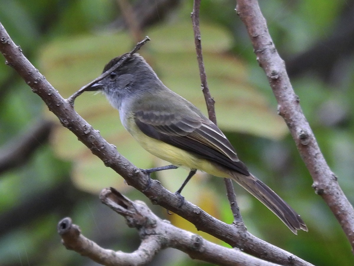Dusky-capped Flycatcher - ML646667366