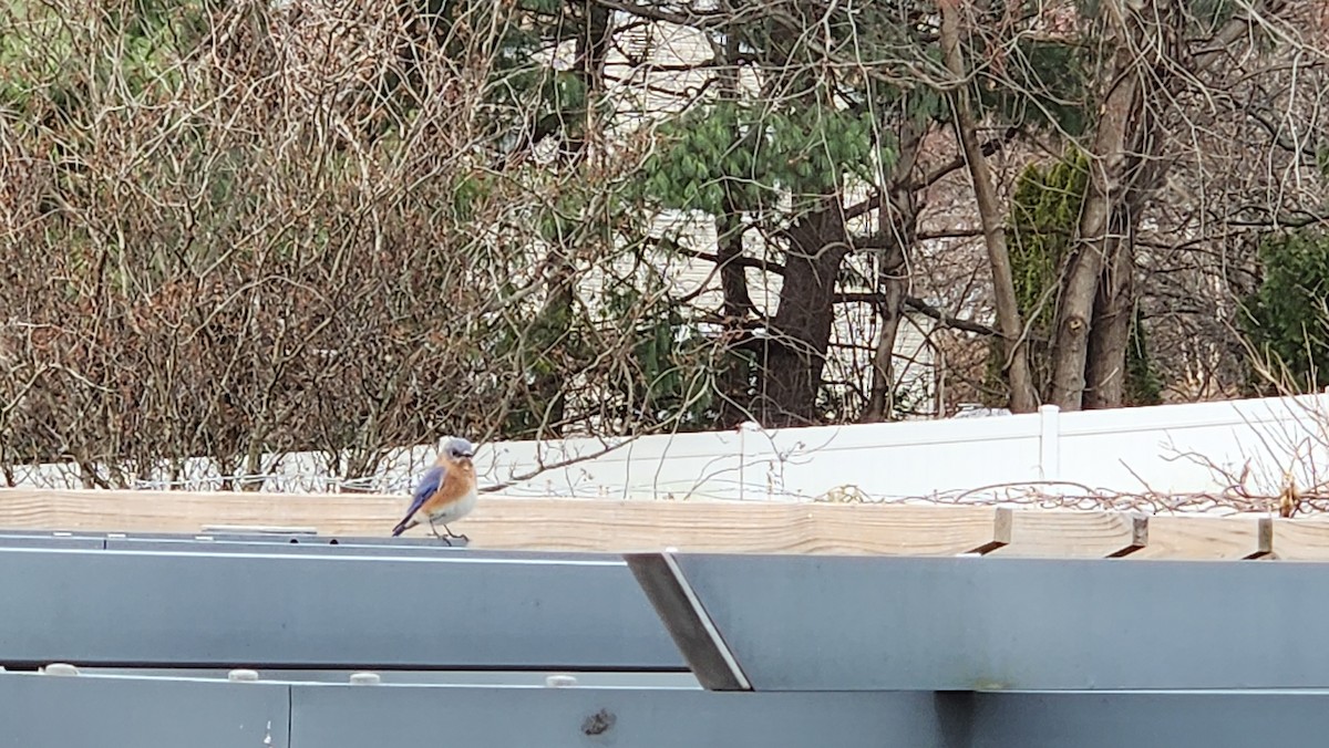 Eastern Bluebird - ML646667368