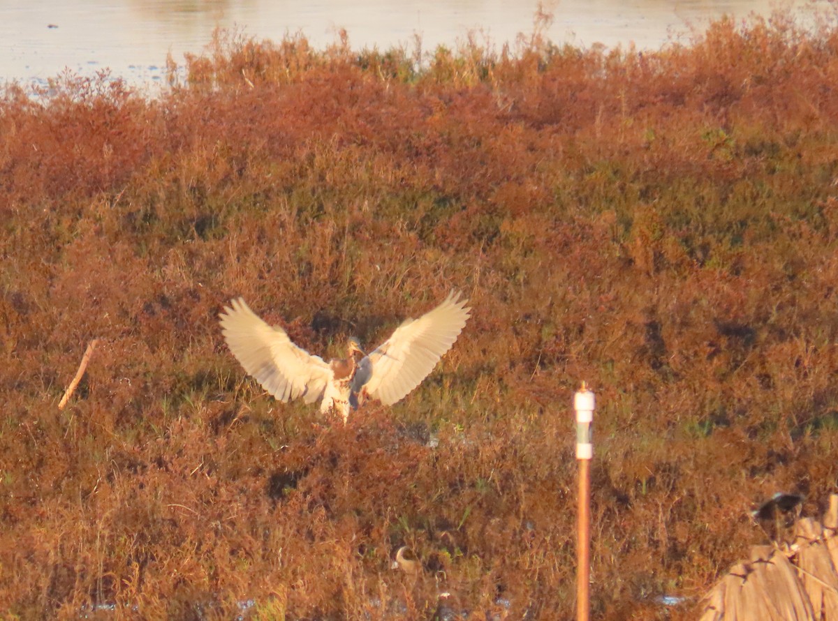 Aigrette tricolore - ML646667369