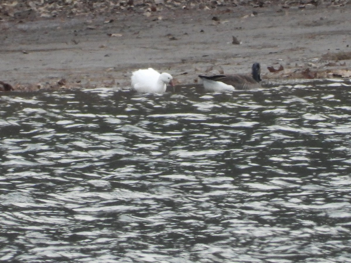 Ross's Goose - ML646667370