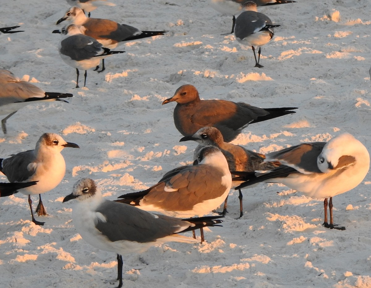 Gray Gull - ML646667371