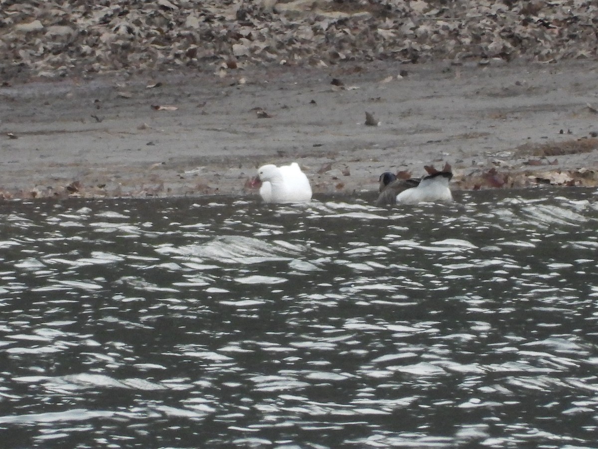 Ross's Goose - ML646667372