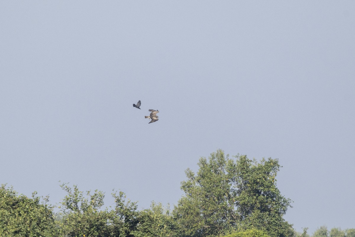 Short-toed Snake-Eagle - ML646667374