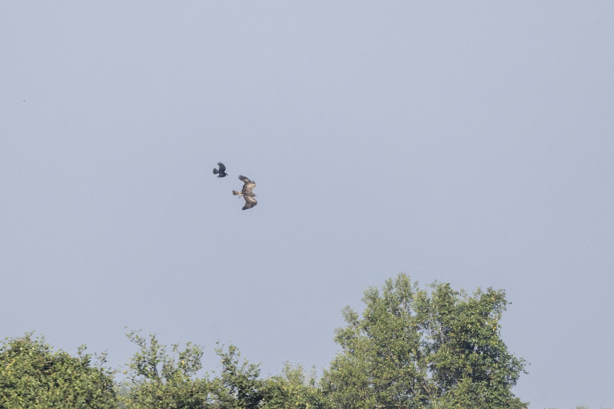 Short-toed Snake-Eagle - ML646667375