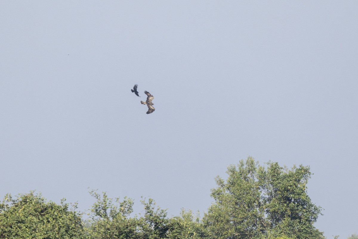 Short-toed Snake-Eagle - ML646667376