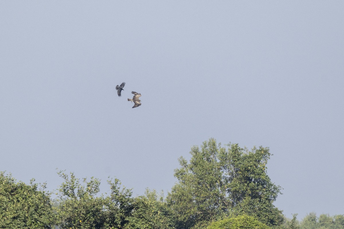 Short-toed Snake-Eagle - ML646667377