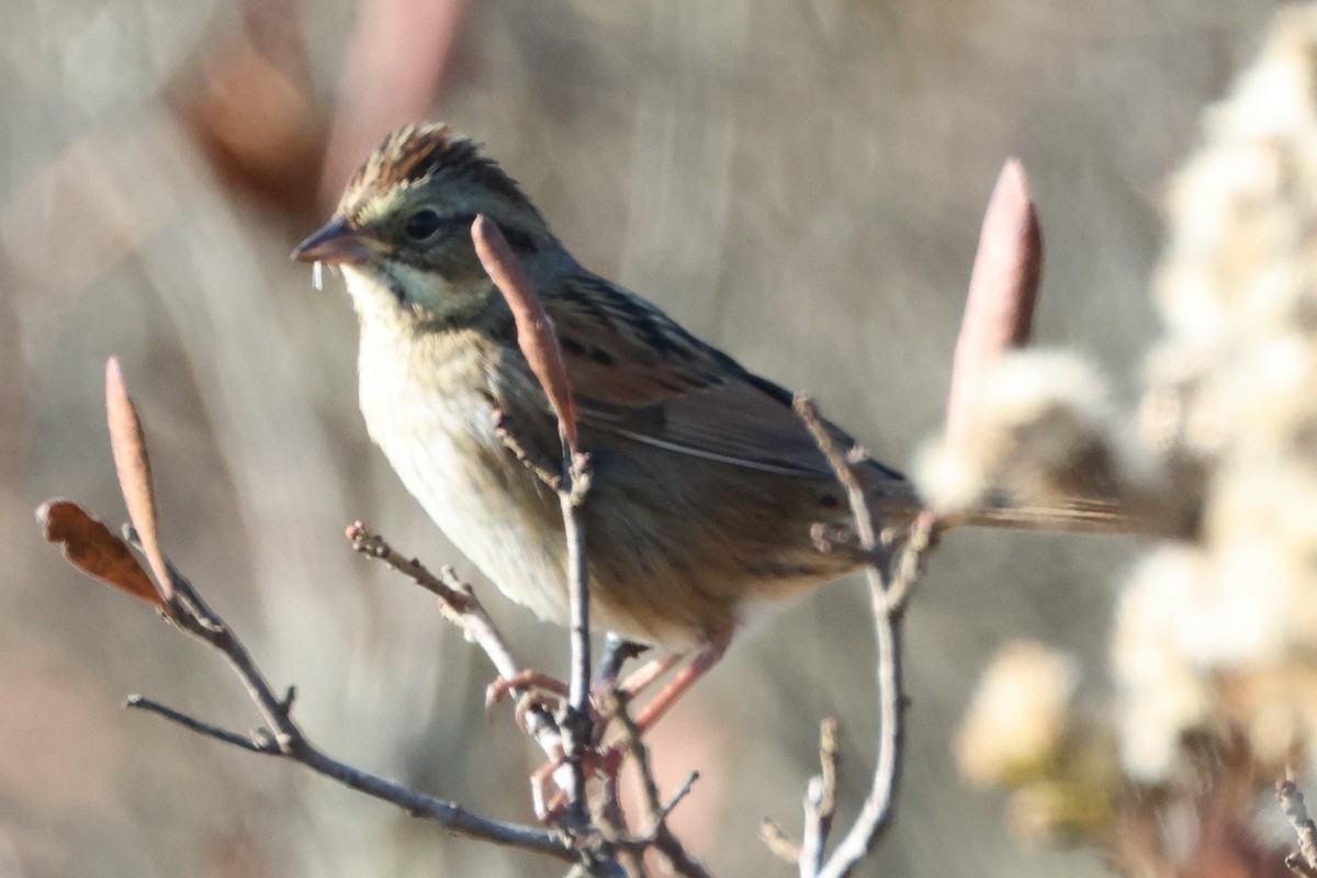 Swamp Sparrow - ML646667381