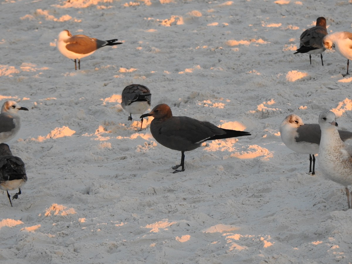 Gray Gull - ML646667382