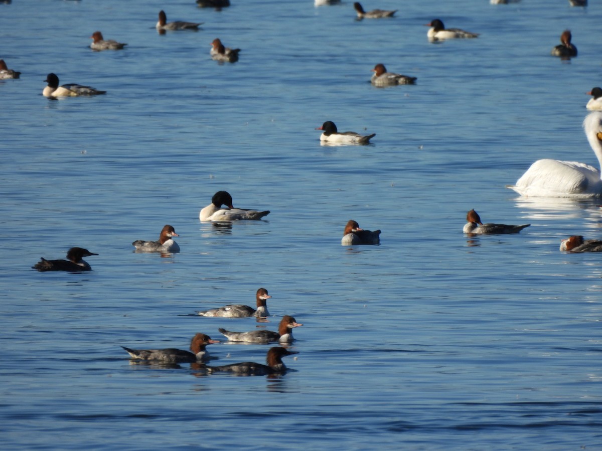 morčák velký - ML646667383