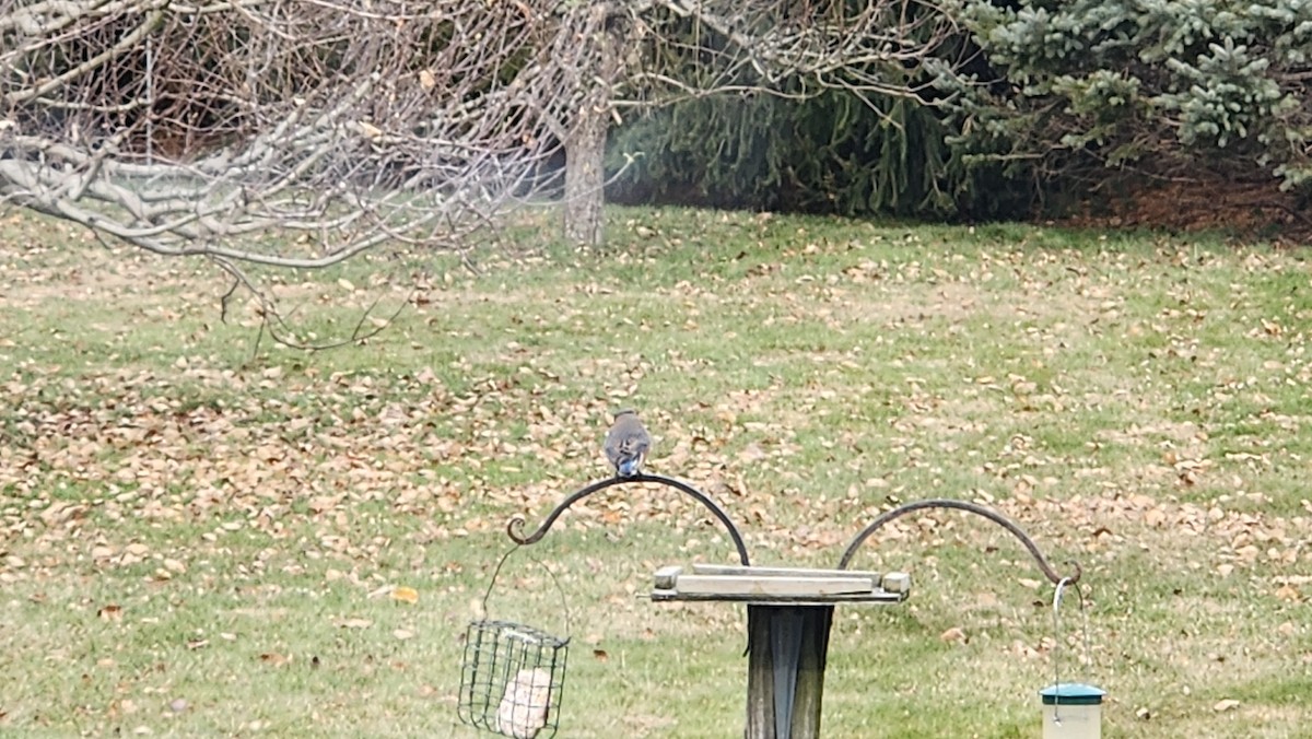 Eastern Bluebird - ML646667384