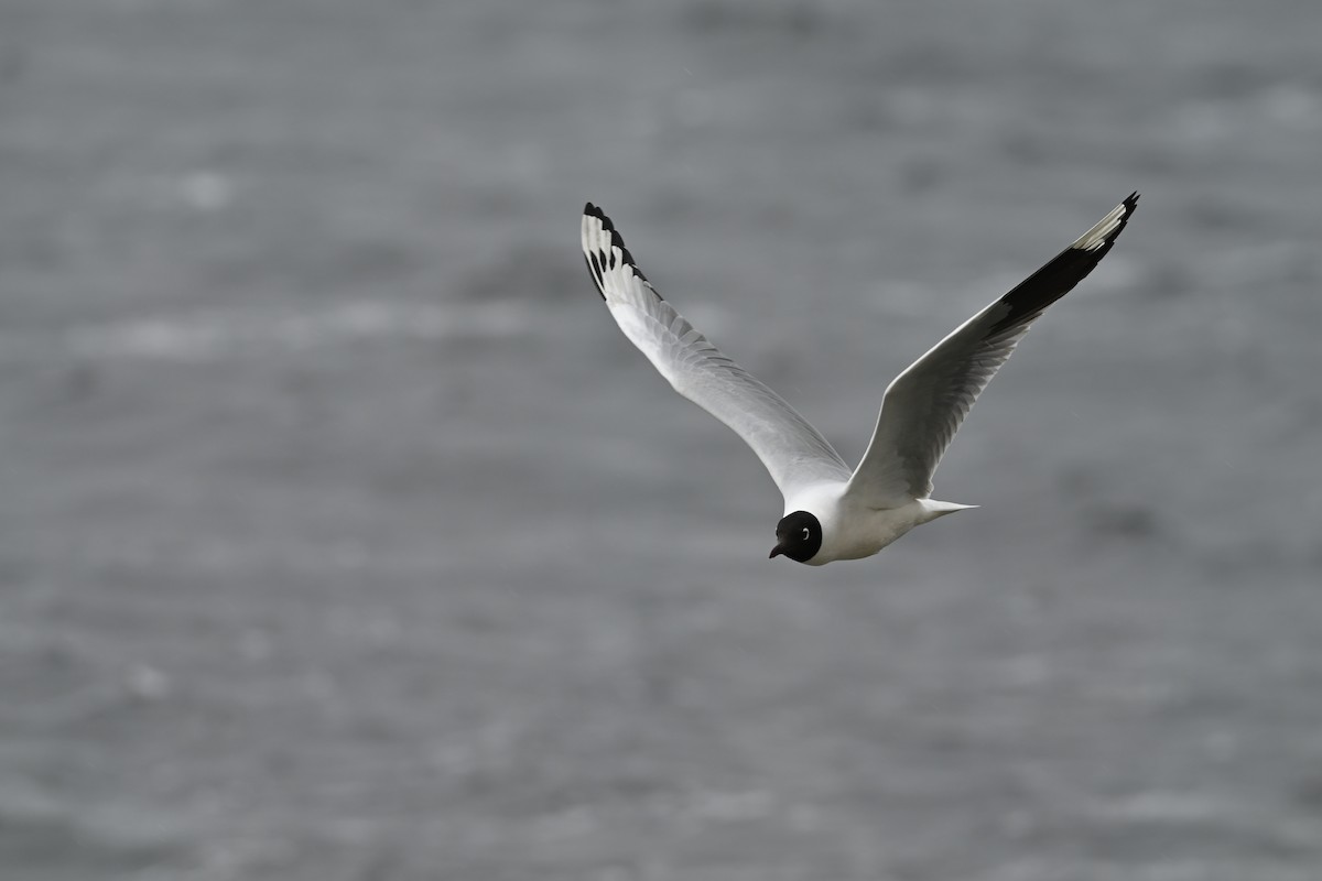 Mouette des Andes - ML646667385