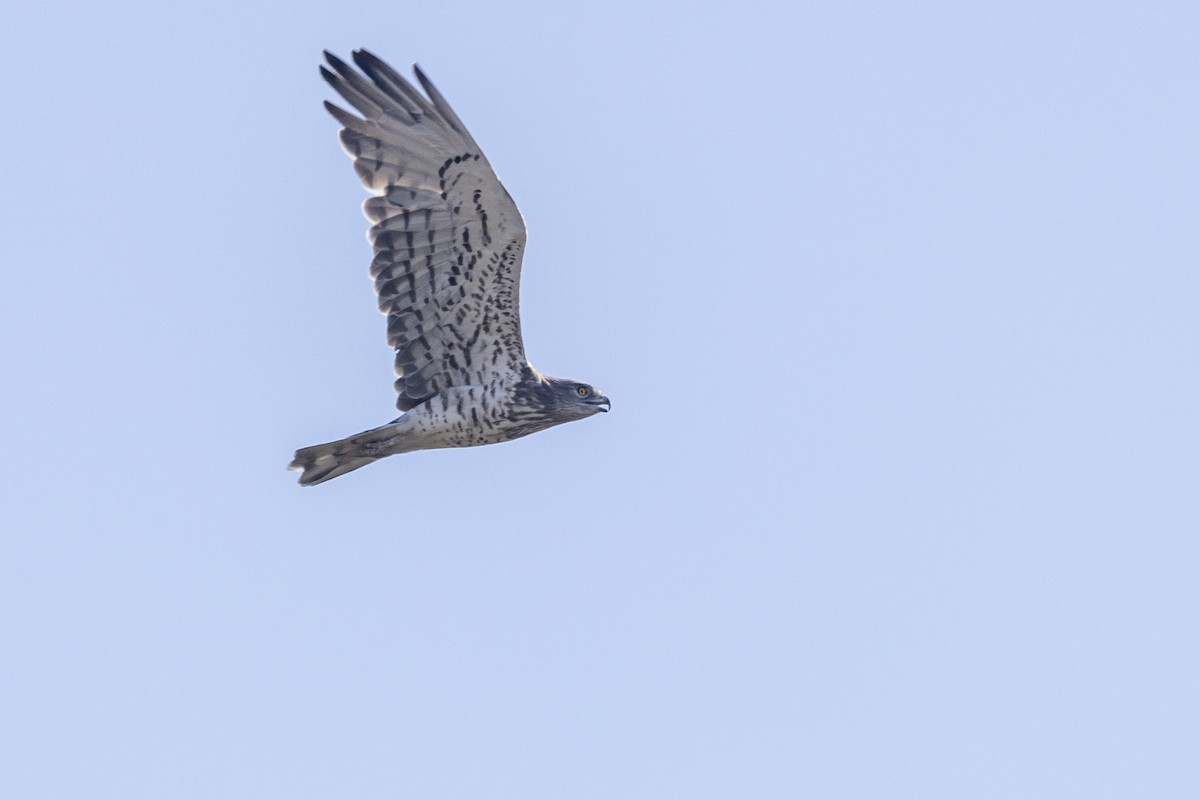 Short-toed Snake-Eagle - ML646667388