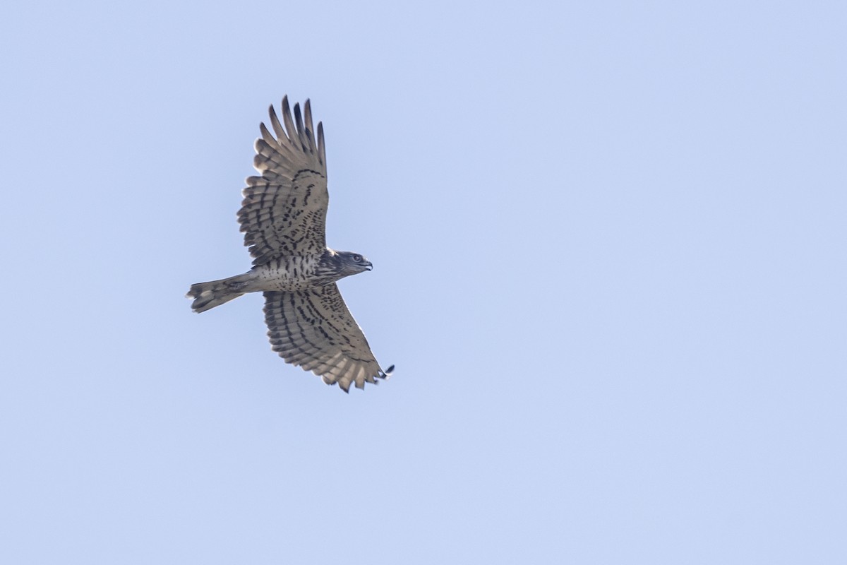 Short-toed Snake-Eagle - ML646667393