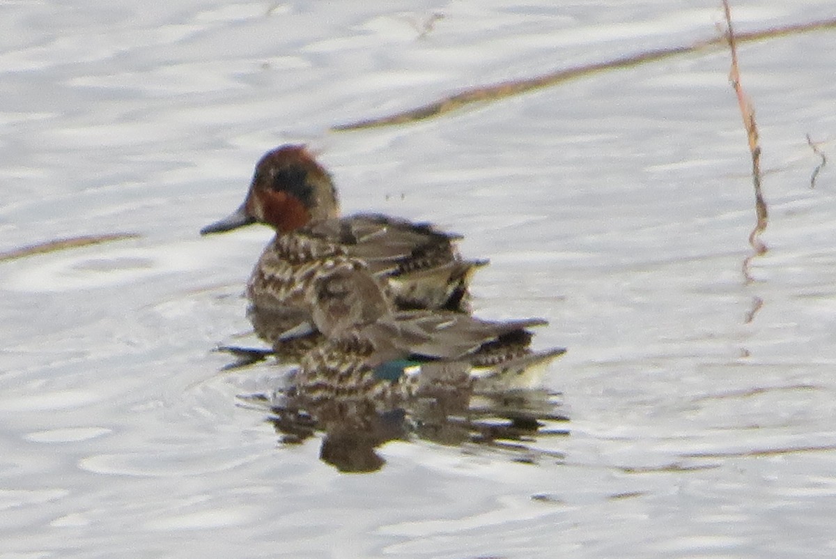 čírka obecná - ML646667394