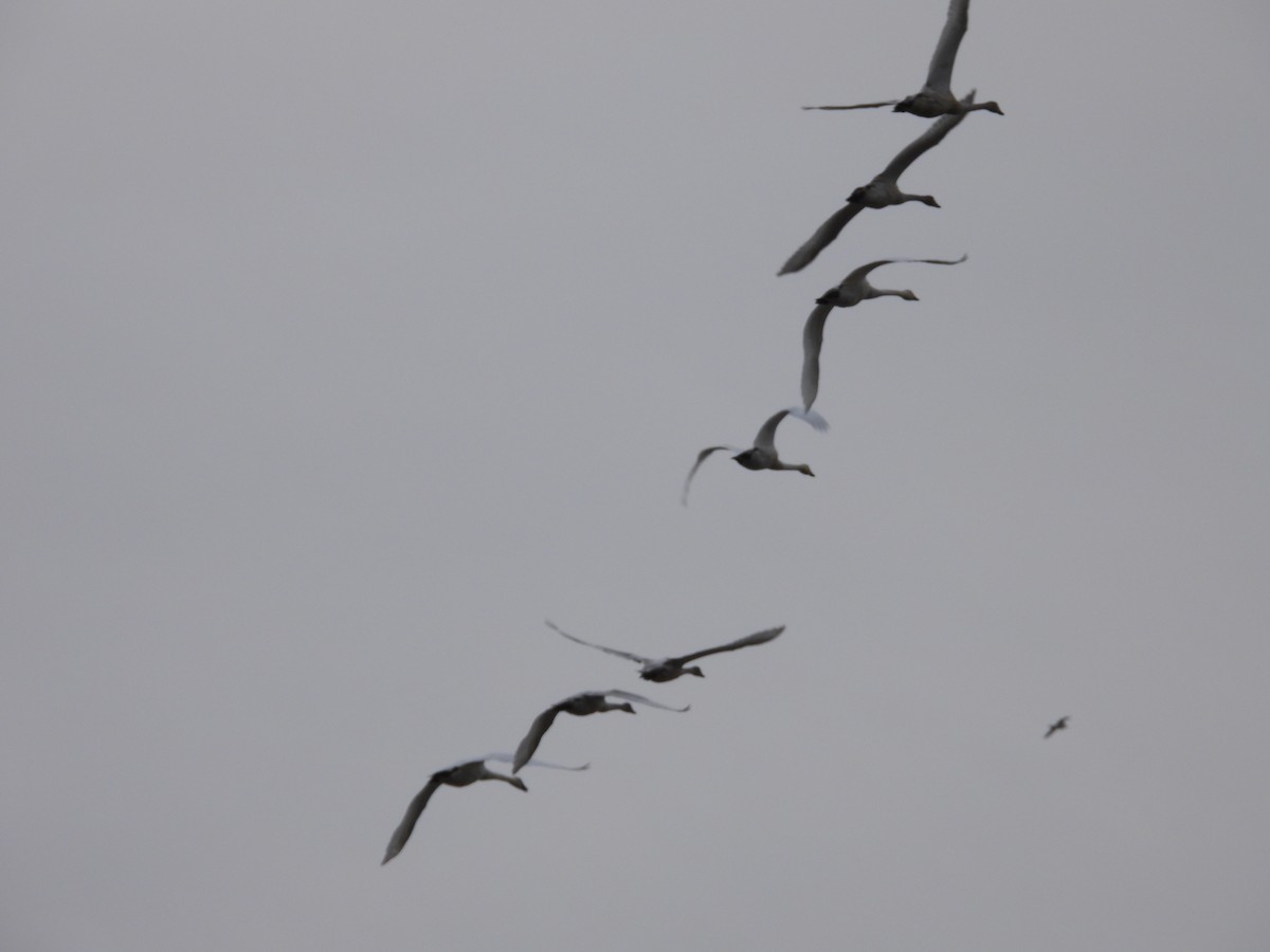 Tundra Swan - ML646667395